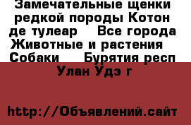 Замечательные щенки редкой породы Котон де тулеар  - Все города Животные и растения » Собаки   . Бурятия респ.,Улан-Удэ г.